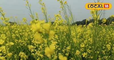 मादा कीट 24 घंटे में 80 हजार बच्चे पैदा कर देती है.