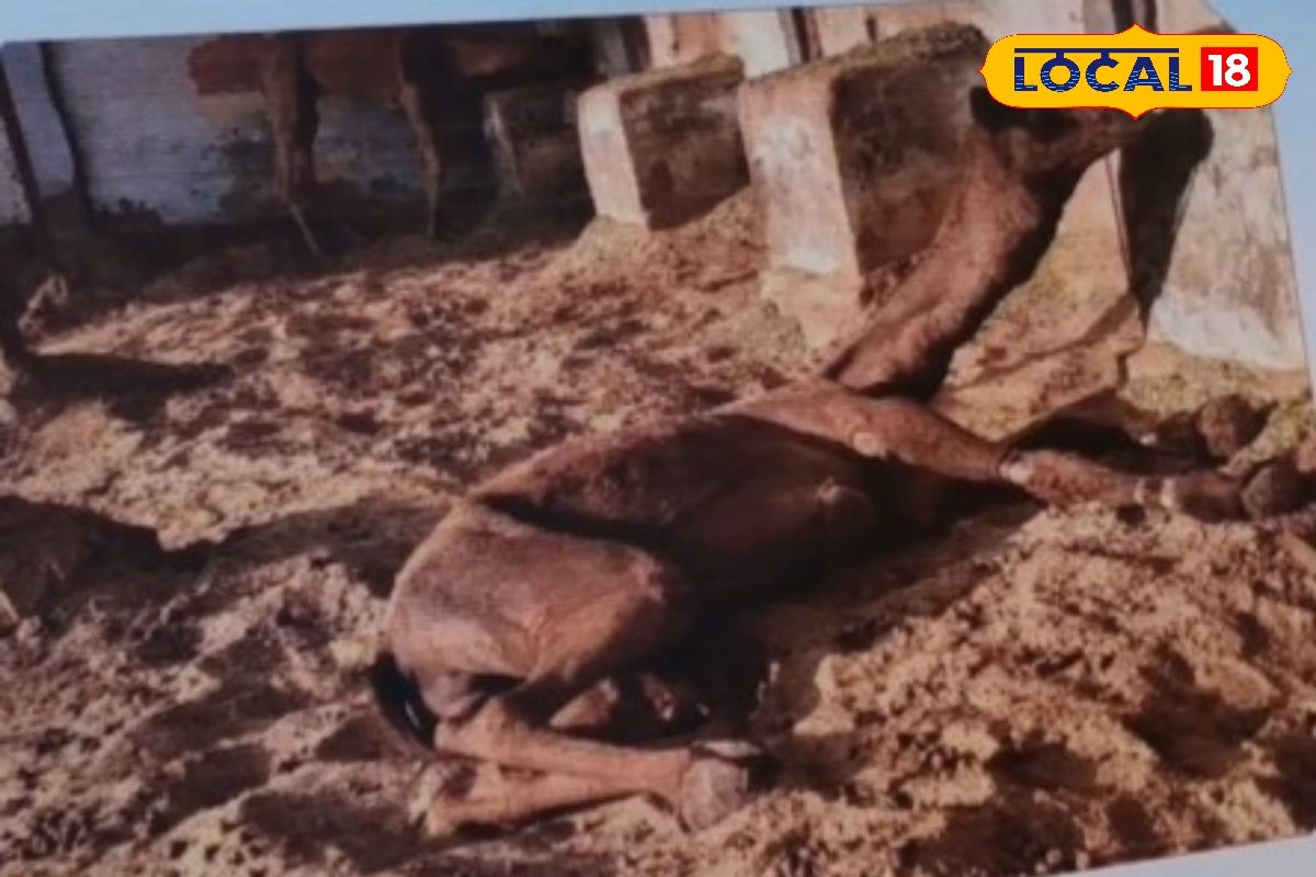 रेगिस्तान का अनोखा ‘मौसम अलार्म’! ऊंटनी के बैठते-पैर पटकते ही बारिश की दस्तक लोकज्ञान ने फिर चौंकाया विज्ञान