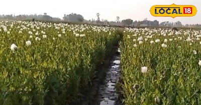 किसानों की लागत निकल पाना होगा मुश्किल