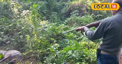 नीलगाय शुट अभियान