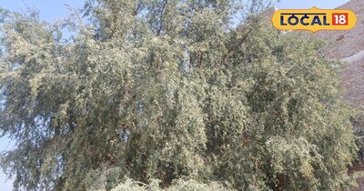 खेजड़ी को मरुस्थल की प्राणवायु 