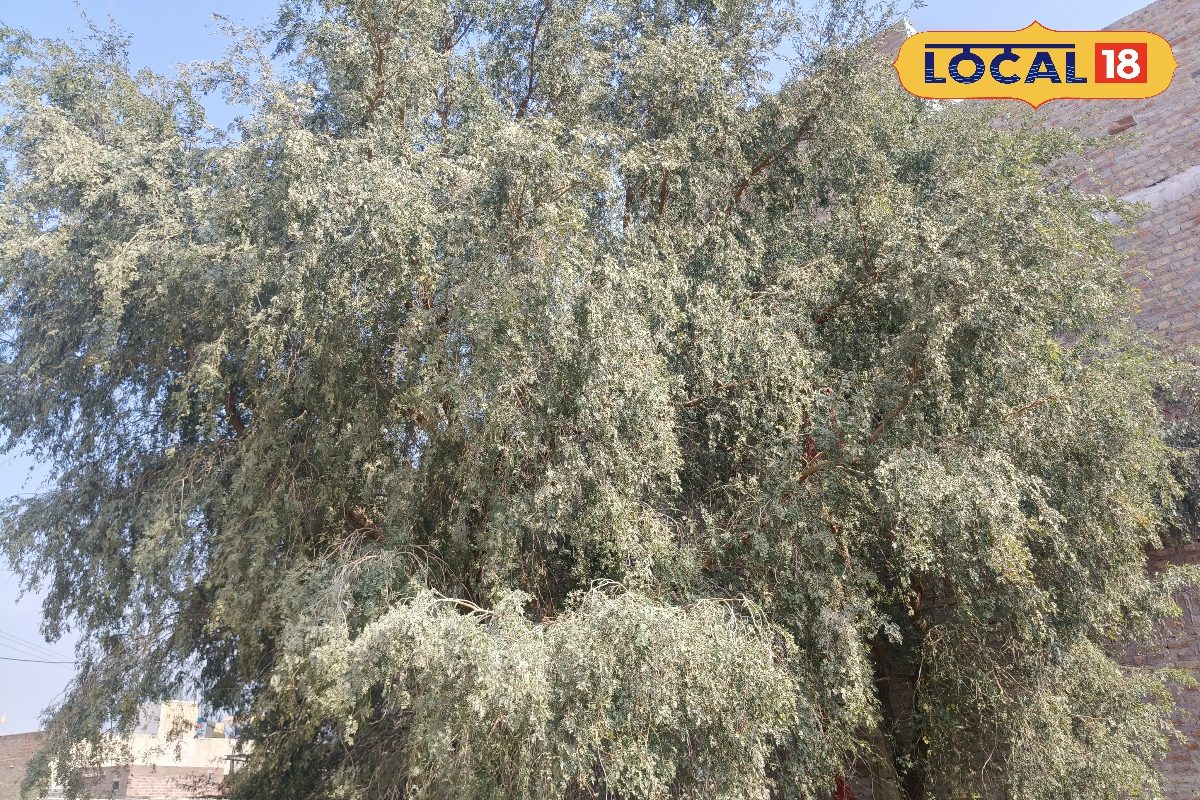 रेगिस्तान की तुलसी खेजड़ी किसान फसल और प्रकृति की सबसे बड़ी साथी