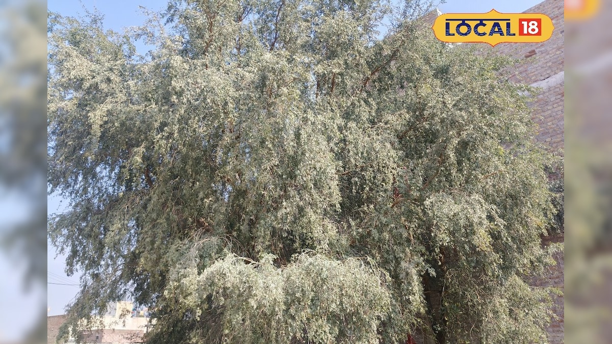 रेगिस्तान की तुलसी खेजड़ी, किसान, फसल और प्रकृति की सबसे बड़ी साथी