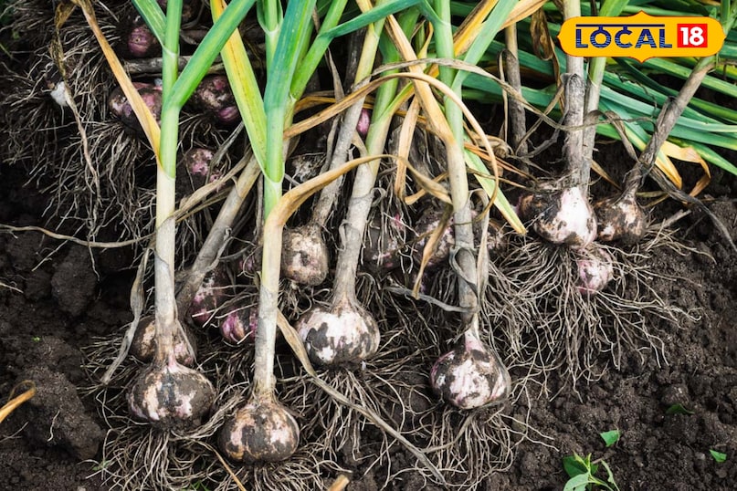 लहसुन को खुरपी से खोदकर या हाथ से उखाड़कर कुछ गाँठों को एक साथ मिलाकर उनकी पत्तियों से छोटे-छोटे गुच्छों में बांध देना चाहिये। उसके बाद इनको 2-3 दिन तक धूप में रखे जब ये अच्छी तरह सूख जाये तब छाया में रखना चाहिये जिससे यह जल्दी खराब नहीं होते