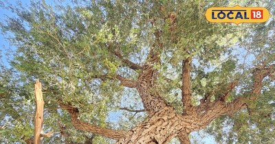 रेगिस्तान में बहुतायत में होने वाली खेजड़ी आज सरक्षंण के लिए कर रहे आंदोलन