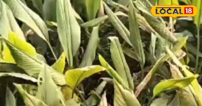 हल्दी के पत्ते सेहत के लिए होते हैं फायदेमंद।