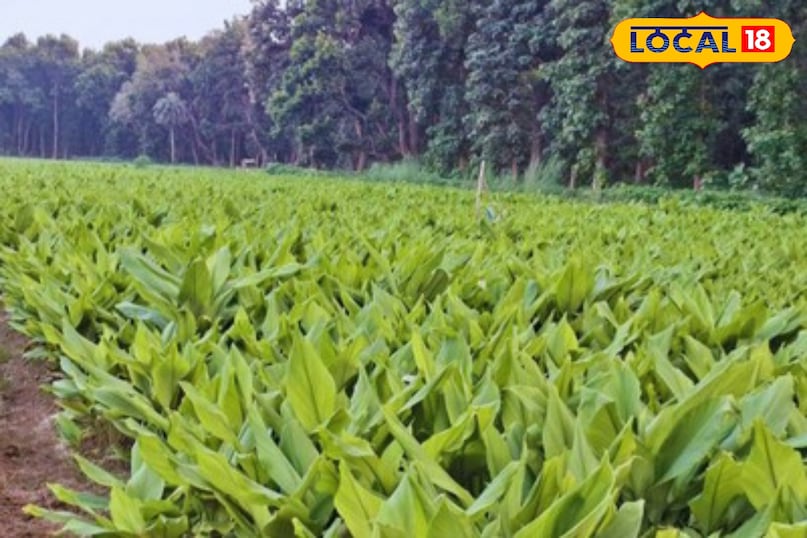 Moradabad news, hindi news, up news, local news, मुरादाबाद समाचार, हिंदी समाचार, यूपी समाचार, लोकल समाचार।