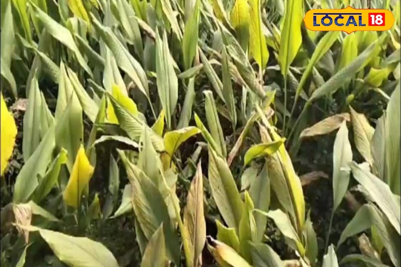 Moradabad news, hindi news, up news, local news, मुरादाबाद समाचार, हिंदी समाचार, यूपी समाचार, लोकल समाचार।