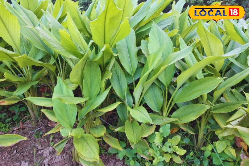 Moradabad news, hindi news, up news, local news, मुरादाबाद समाचार, हिंदी समाचार, यूपी समाचार, लोकल समाचार।