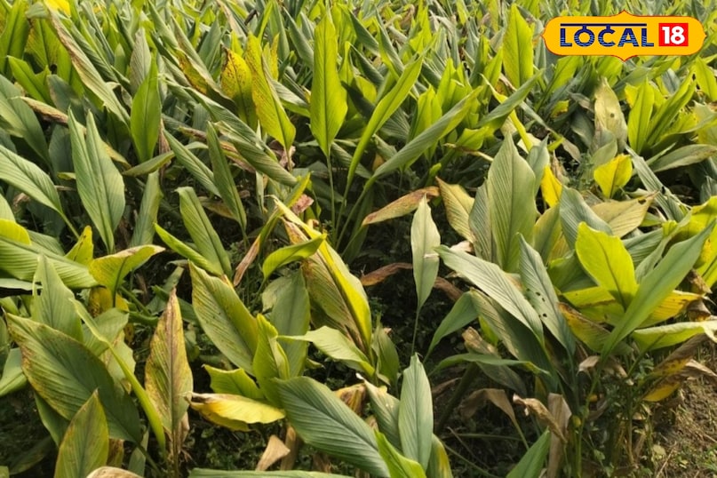 Moradabad news, hindi news, up news, local news, मुरादाबाद समाचार, हिंदी समाचार, यूपी समाचार, लोकल समाचार।