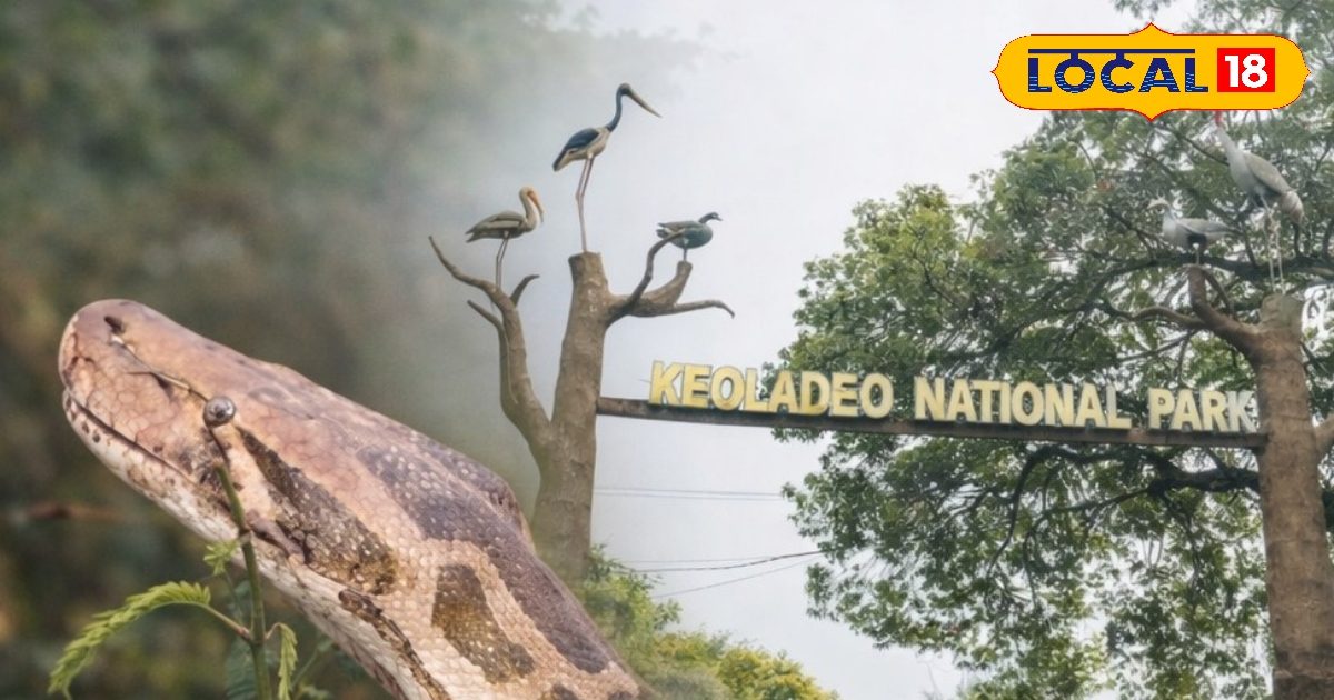Keoladeo National Park | Indian Rock Python habitat | giant pythons in ...