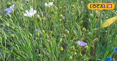 अलसी की फसल