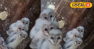 सफेद रंग के तीन उल्लू