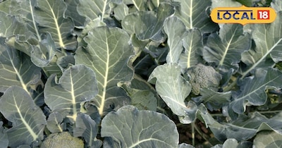 Broccoli cultivation