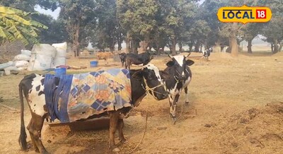 Animal Husbandary - गाय भैंस में होने वाली बीमारी थानैल में बस कर ले अजवाइन और ग