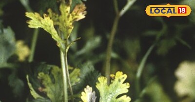 धनिया की फसल 