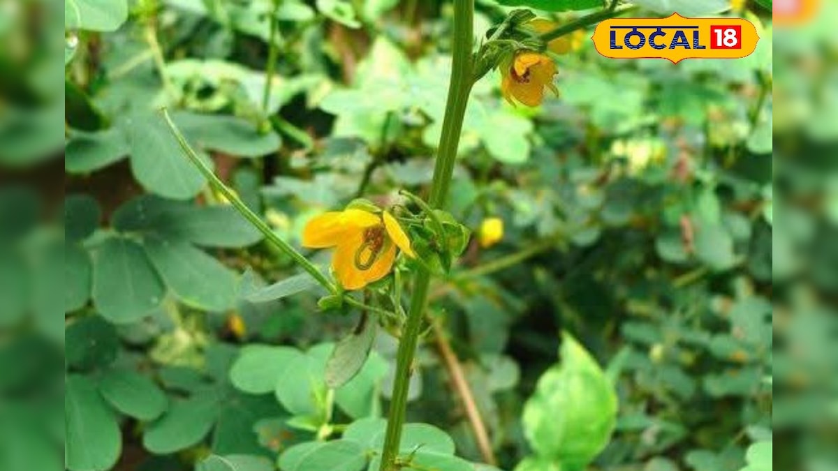 कई बीमारियों में काम आता है ये पौधा, जड़ से लेकर फूल तक में जादुई गुण! एक्सपर्ट से जानिए फायदे