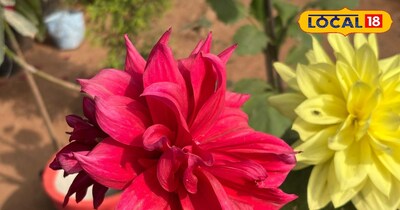 Colorful dahlias in the garden in winter, flowers will bloom for 15 days