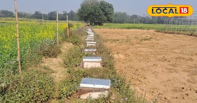 मधुमक्खी पालन की तस्वीर.