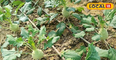 गांठ गोभी 