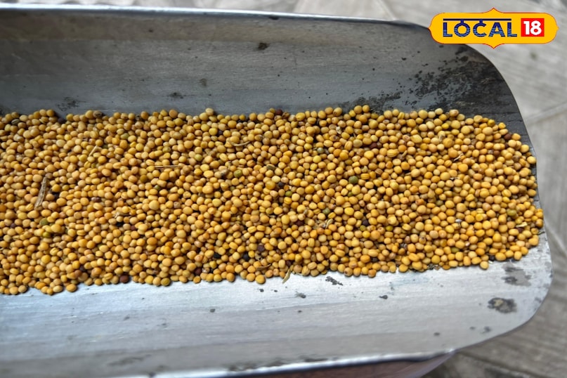 Use in chutneys and cannabis spices