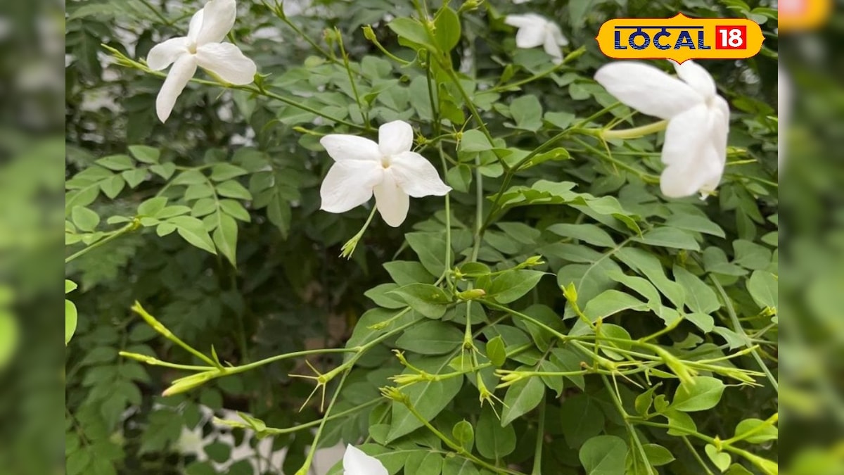 घर महके, तनाव भागे! चमेली का पौधा देगा खुशबू, अच्छी नींद, निखरी त्वचा और सेहत का डबल फायदा