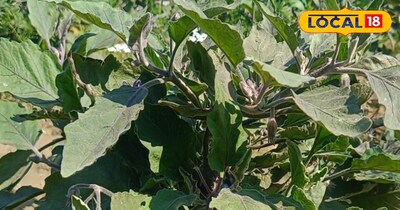 सब्जियों की खेती 