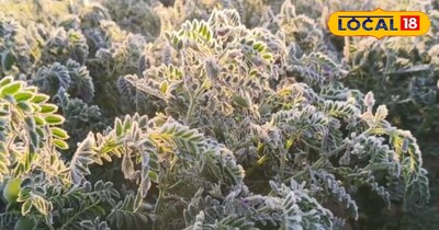 चने की फसल पर जमी बर्फ 