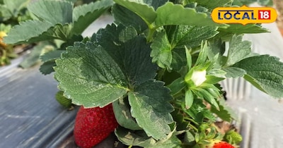 बाजारों में स्ट्रॉबेरी की रहती है काफी डिमांड