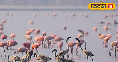 सांभर झील के फ्लेमिंगो 