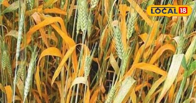 गेहूं की फसल 