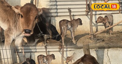 गाय का बछड़ा