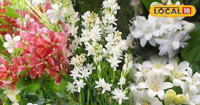 होम गार्डेनिंग 