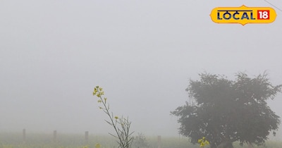 खेतों में छाया कोहरा 