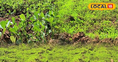 मेथी की खेती