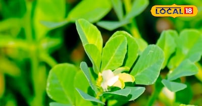 मेथी की फसल 