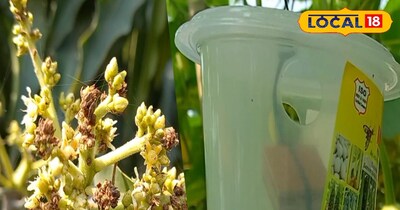 यह देसी जुगाड़ हॉपर कीट को अपनी ओर करता है आकर्षित और फिर कर देता है उसका खात्मा