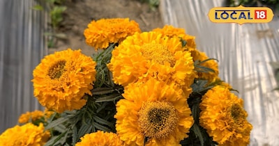 Marigold flower cultivation