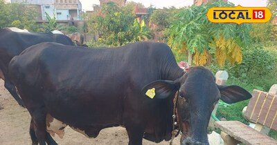 संतुलित आहार के साथ इनका उत्पादन और भी बेहतर हो सकता है.