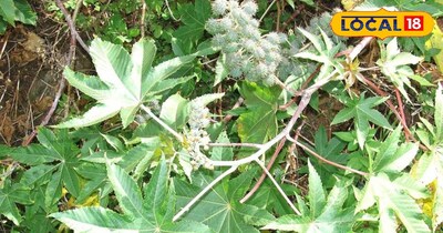 अरंडी की फसल 