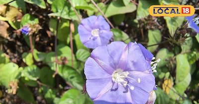 प्लान्ट