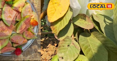 साल में 3 बार फल, लाल गूदा, तगड़ा मुनाफा