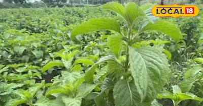 मेंथा की इन किस्मो की कर सकते हैं इस महीने खेती