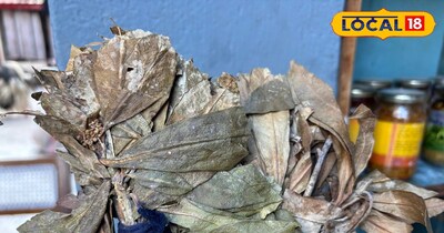 नैर के पत्ते