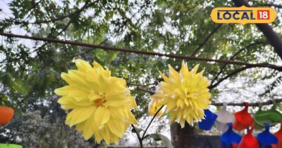 गार्डन में लगाए गए फूल