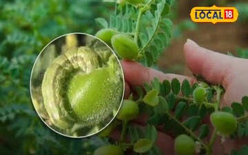 चने के फसल में फली छेदक का खतरा