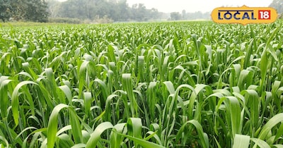 गेहूं की खेती.