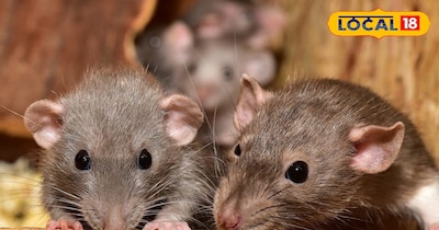 चूहे आपकी फसल को अब बर्बाद भी कर पाएंगे 