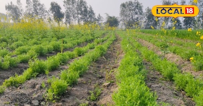 गन्ने के साथ मसूर की खेती।