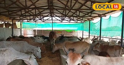 गौशाला में चारा खाते पशु 